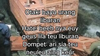 ayam broiler || kata kata lucu 622