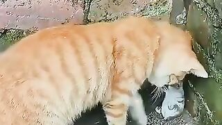 Chat capturant souris
