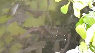Apa fungsi probiotik dalam budidaya ikan lele