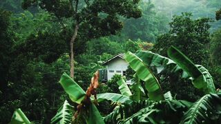 Home in the woods