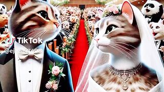 Cat ???? family