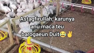 ayam broiler || kata kata lucu 627