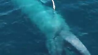 Ocean life 3