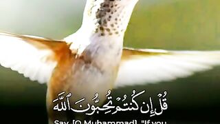 quran pak most beautiful tilwat