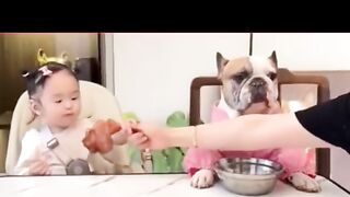 Funny dog video 1.moillion