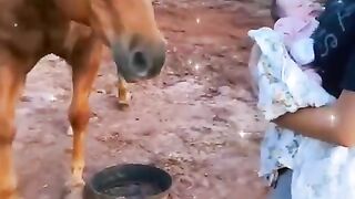 छोटी_मालकिन_और_घोड़ों_का_प्यार_????_#animal_#animals_#animallover_#animalrescue_#dog(480p).