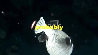 Mind-Blowing Facts About Puffers!