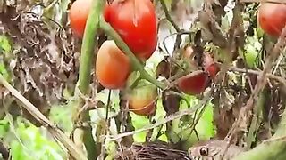اگر کیمرہ مین نیوٹرل رہ کر تماشہ نہ دیکھتا تو گلشن کو اجڑنے سے بچایا جا سکتا تھا*