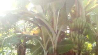 Small farm in my village