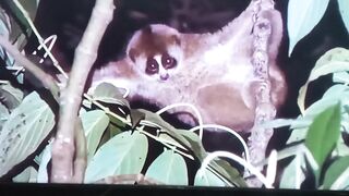 Monkey #@ShortVideo#ShortFyp#Shortinterkasi#
