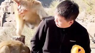 Funny monkey. Please subscribe