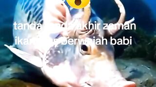 Ikan Karper berwajah Babi