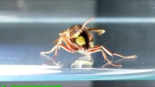 EPIC Showdown! Yellow Scorpion vs. Aggressive Asian Wasp/What would happen if a yellow scorpion meet's an a ASian wasp/yellow scorpion