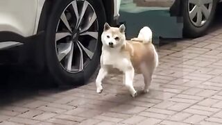 More Proof That Dogs Are The Funniest Creatures In Existence