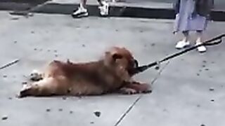 Best Funny Videos ???? - People Being Idiots | ???? Try Not To Laugh 8