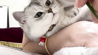 فتاة تاكل البصل اخضر و شاهد قطة ماذا فعلت????????