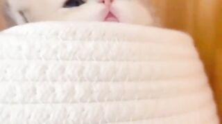 cute little kitten videos ????#cat #shorts #viral #trending 2