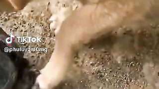 Cão mordido por uma tartaruga