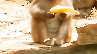 Funny vifeos