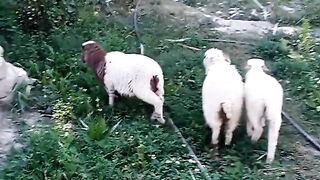Cattles in Garden