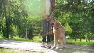 Ultimate Guide to Training Your Dog: Tips, Tricks, and Fun!