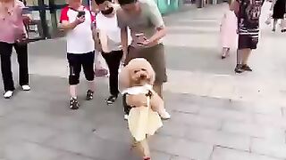 Pintarnya anjing ini