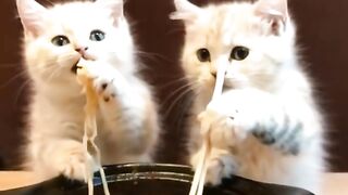 cute cat#FYP