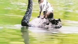 It's fun to ride a swan