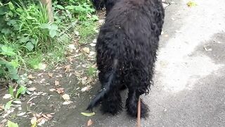 Walking the dog