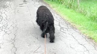 The dog 3