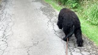 Enjoy the dog