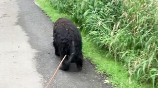 The walking