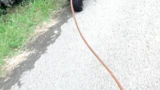Sunday walking