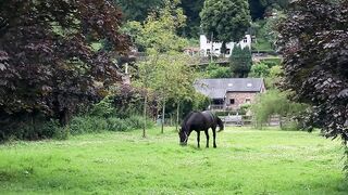 The horse 2
