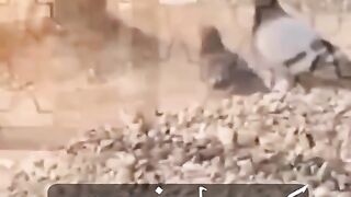 کون جانے مرتبہ