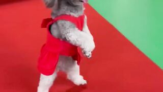 funny  dog  videos try not to laugh #22