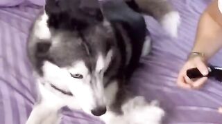 My dog is smarter????than husky and Chihuahua????