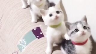 Cat ,Dog, Rabbit, Tiger