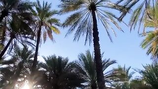 Alaya village in the Sultanate of Oman