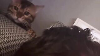 cat hitting owner