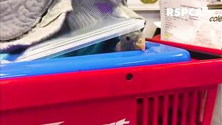 It’s feeding time for two baby rosella chicks