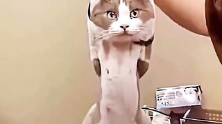 حلاقة القطط