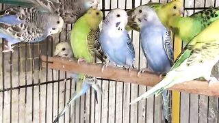 A group of parrots