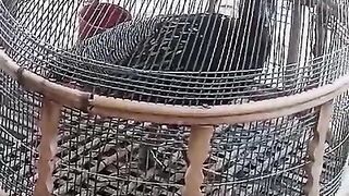 Sooper dooper ll chicken
