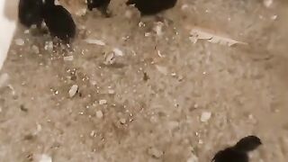 Ayam cemani blackies