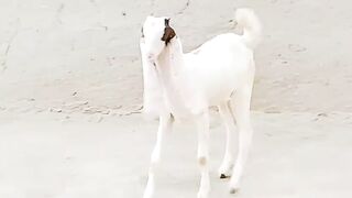 Very very beautiful 5