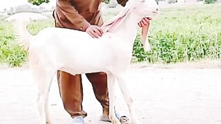Is kay kaan