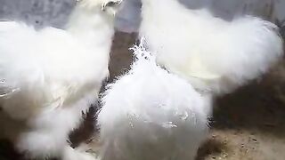 Not molted