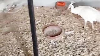 Is this peacock