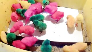Beautiful chicks just _BORN_ murgi hen small birds for kids.